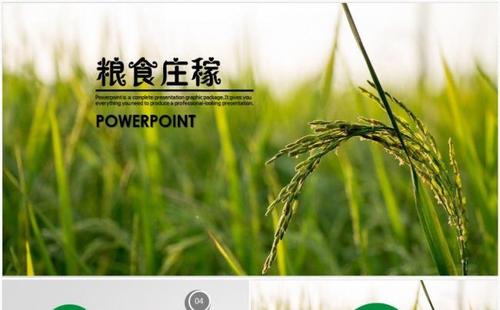 农业农产品优质水稻大米农业丰收五谷杂粮ppt模板缩略图